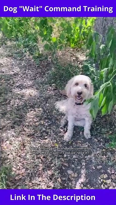Dog "Wait" Command Training | How To Teach Wait To Puppy