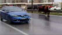 Büyükçekmece'de başıboş inekler trafiği birbirine kattı, kazaya neden oldu
