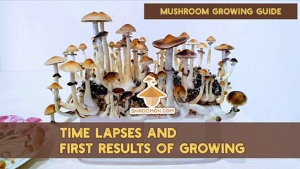Mushroom growing Time Lapse