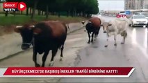 Büyükçekmece'de başıboş inekler trafiği birbirine kattı