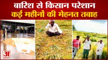 Rain Damaged Crops In Haryana| बारिश से किसानों को भारी नुकसान, 3 लाख एमटी धान भीगा