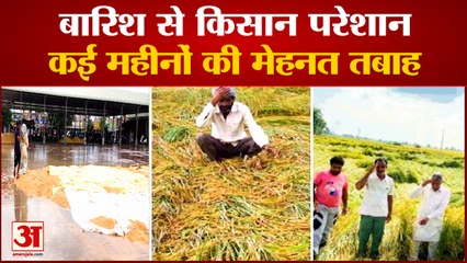 Rain Damaged Crops In Haryana| बारिश से किसानों को भारी नुकसान, 3 लाख एमटी धान भीगा
