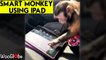 'Smart monkey using owner's iPad with utmost interest is the cutest thing you'll see today'