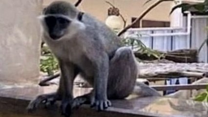 سر نسناس حدائق الأهرام.. أثار القلق في أغسطس و«عم محمد» اصطاده بموزة