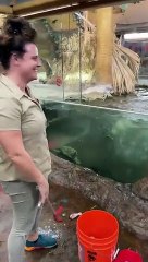 I can't believe the alligator ate that!
