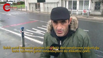 Arnavutköy sahilini denizanaları bastı