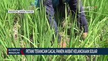 Petani Terancam Gagal Panen Akibat Kelangkaan Solar