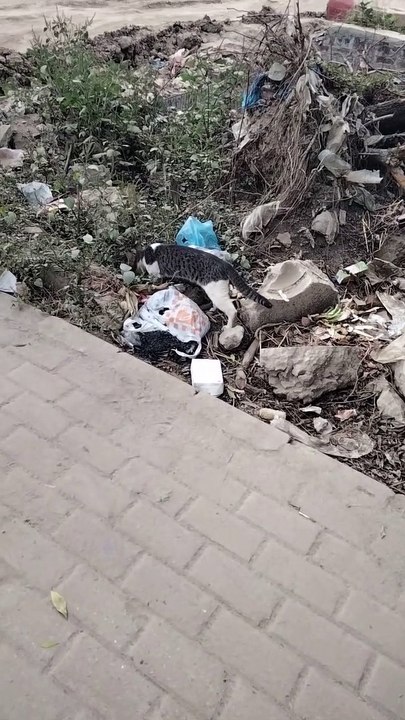 Hungry Cat Searching For Food In The Garbage | Kingdom Of Awais