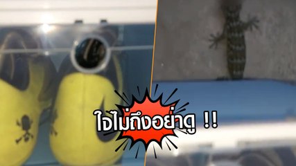 ขนลุกซู่ ! แหม ๆ เมนูสวีตชวนสยองของตุ๊กแก เจ้าของบ้านถึงกับผงะ
