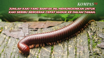 Sebenarnya Berapa Jumlah Pasti Kaki dari Kaki seribu?