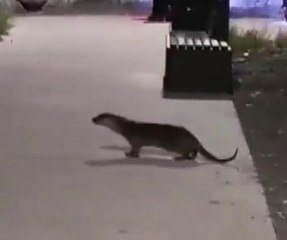 Kurbağalıdere'de su samuru çıktı, vatandaş şaşkına döndü