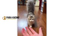 Funny cat  Cute Cat  Kucing Lucu  Kucing Imut  | 30 Cat Videos From Tiktok & Reels | #EPISODE5
