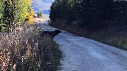 Wolf Howls at Yellowstone