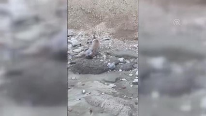 Sahilde yaralı halde bulunan tilki tedavi altına alındı