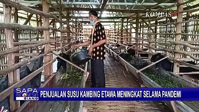 Banjir Pesanan! Penjualan Susu Kambing Etawa Alami Peningkatan Hingga 100%