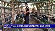Banjir Pesanan! Penjualan Susu Kambing Etawa Alami Peningkatan Hingga 100%