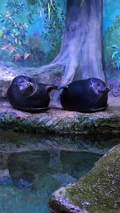 Seal Pokes at Pal