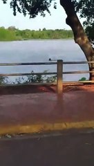 Un homme qui nage poursuivit par un alligator s'en sort plutôt bien