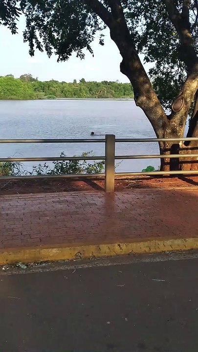 Alligator Snaps at Swimmer