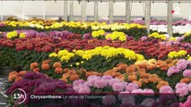 Fleurs : le chrysanthème, la star de l'automne