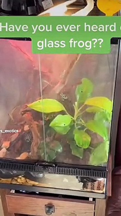 Clear Frog Shows Off Insides