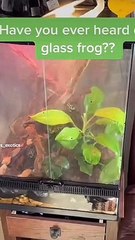 Clear Frog Shows Off Insides