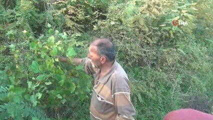 'Kokina' çiçeği hasadı için İstanbul'dan Sinop'a geldiler