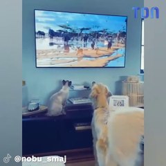 Golden retriever et chaton adorent regarder le Roi Lion de Disney ensemble