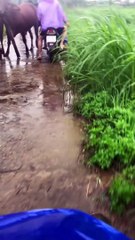 Spooked Cow Clobbers Scooterist