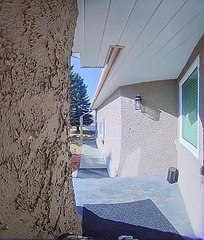Woodpecker Rings Doorbell