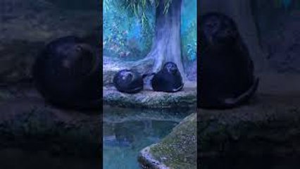 Seal Pokes at Pal