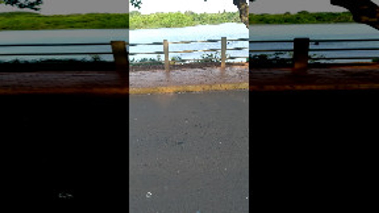 Alligator Snaps at Swimmer