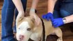 Cute American Bully - PITBULL - Bulldogs -BEST VIDEO COMPILATION ABOUT AMZING DOGS