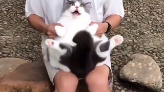 Funniest Cat Videos That Will Make You Laugh  - Funny Cats