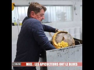 Miel : le blues des apiculteurs