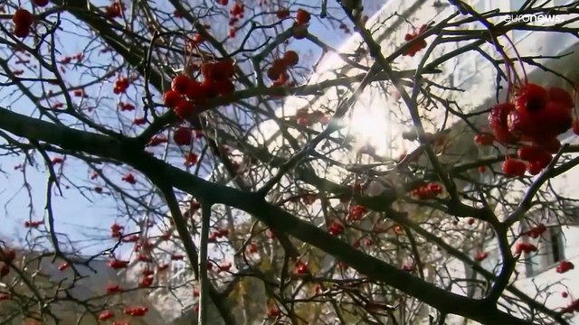 В нескольких регионах России начались ковидные каникулы