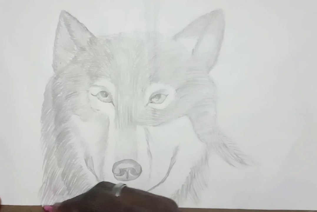 How to draw a wolf easilly