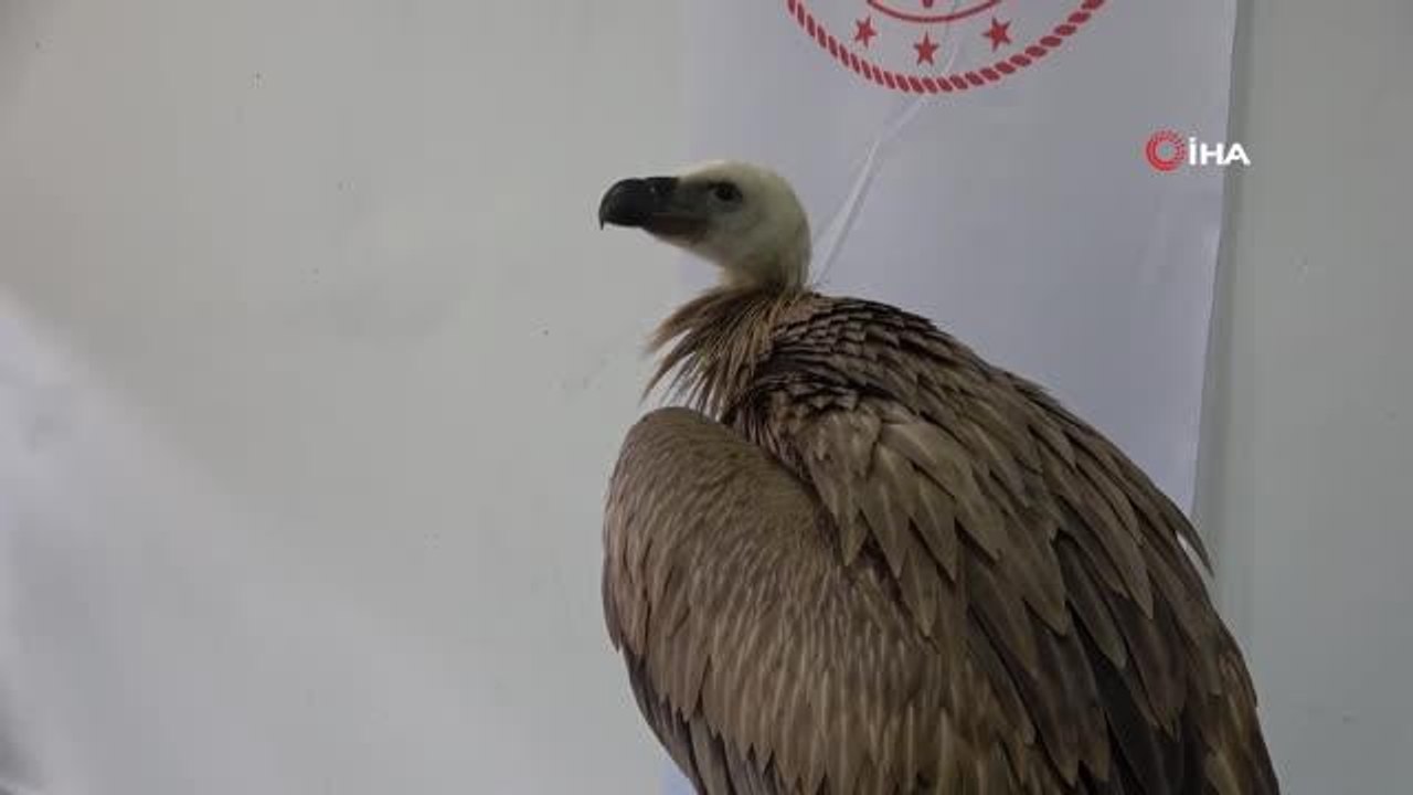 Göç yolunda yorulan kızıl akbaba Marmara Denizi'ne düştü