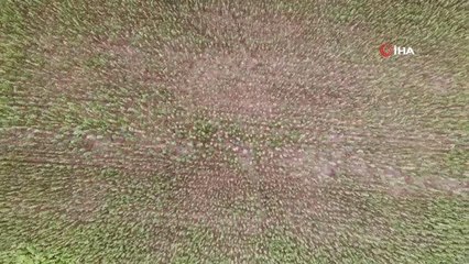 Samsun'da kenevir üretimi 250 dekara kadar düştü