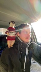 Meerkat Wearing Sweater Rides on Shoulder
