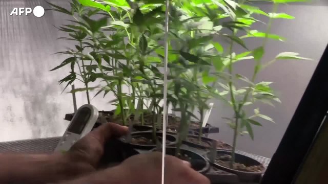 Cannabis terapeutica, presto produzione aziende in Italia