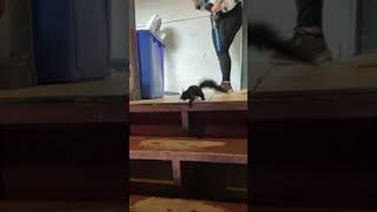 Squirrel Making Quick Escape Lands on Girl