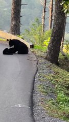 Mama Bear and Cub Wrestle in Road