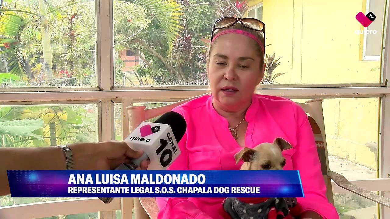 Albergue perritos