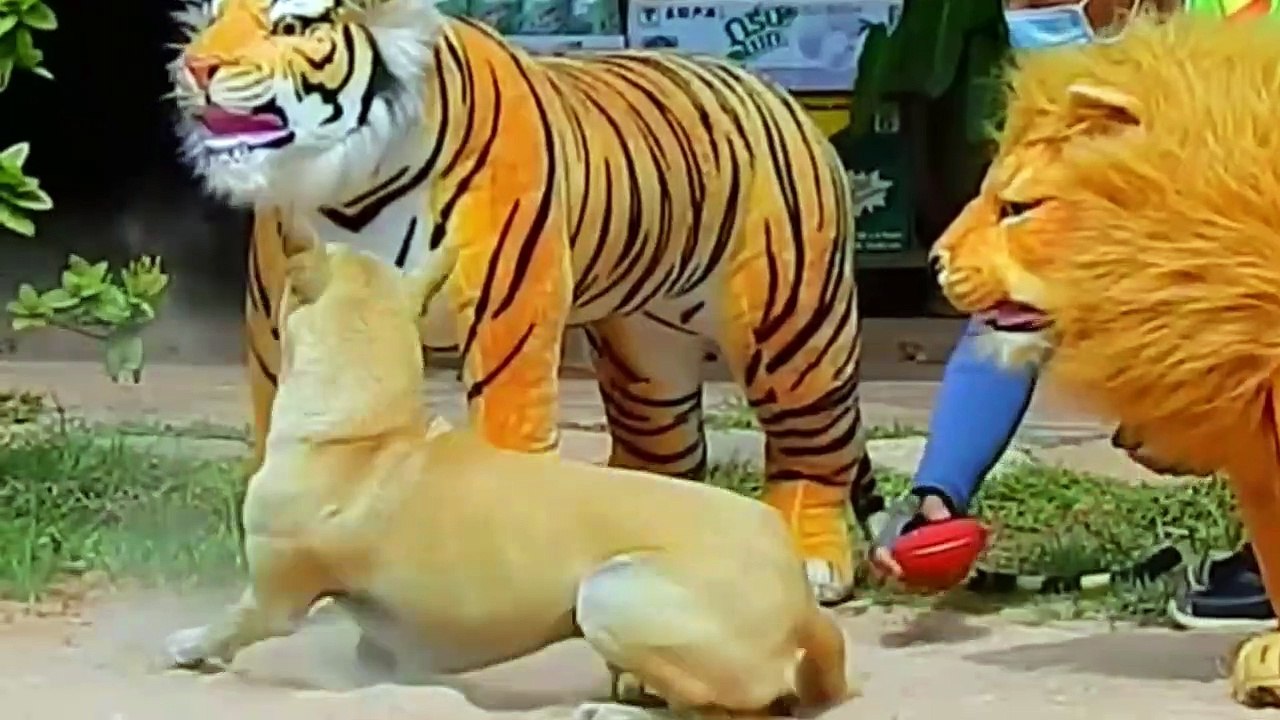fake Lion and Fake Tiger Prank To dog & Huge Box Prank to dog So Funny