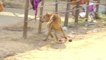 fake Lion and Fake Tiger Prank To dog _ Huge Box Prank.Troll Video