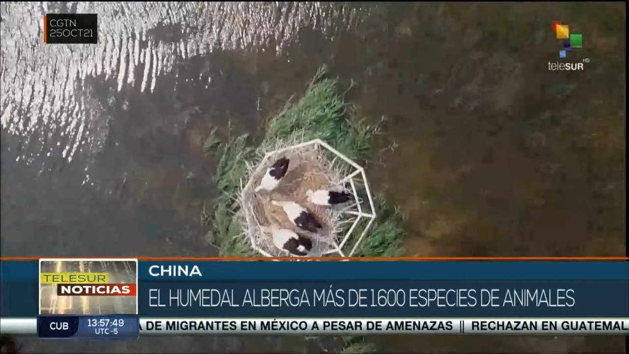 China: Humedales del Río Amarillo albergan más de 1600 especies de animales