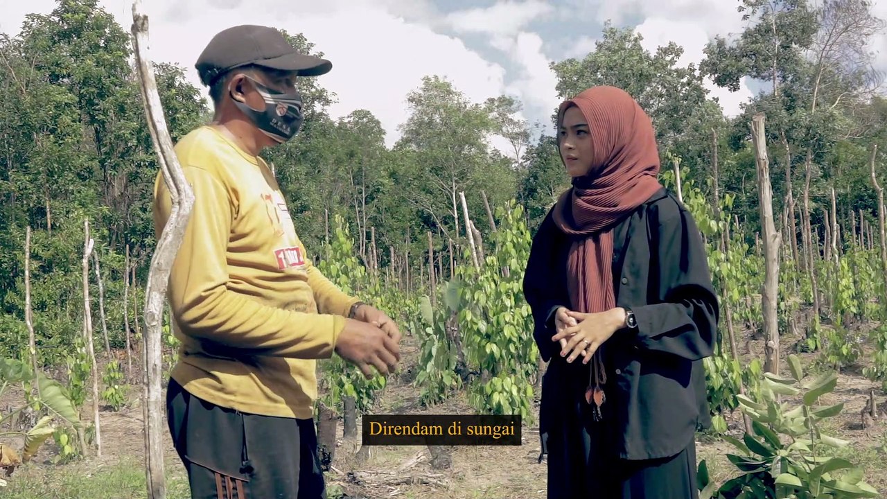 Asal Usul Tanaman Lada