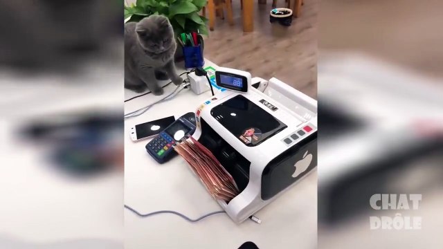 Essayer De Ne Pas Rire ✪ Vidéo De Chat À Mourir De Rire #7