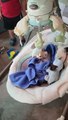 Kitten Loves Rocking in Baby Swing